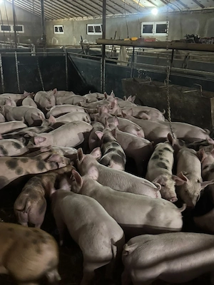 Porci de vanzare ! - imagine 2
