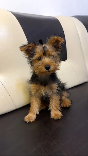 Vand femela yorkshire terrier