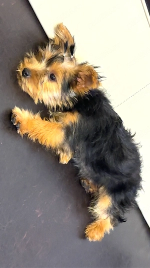 Vand femela yorkshire terrier - imagine 2
