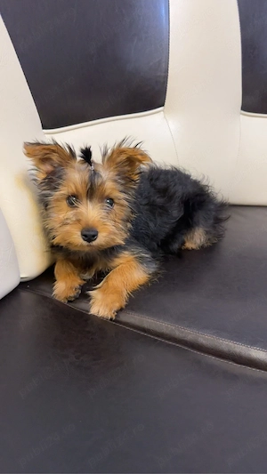 Vand femela yorkshire terrier - imagine 5