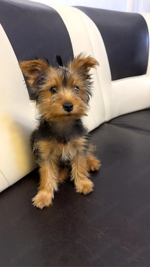 Vand femela yorkshire terrier - imagine 3