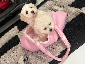 Fetite bichon maltez talie mica - imagine 3