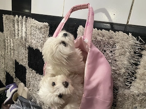 Fetite bichon maltez talie mica - imagine 5