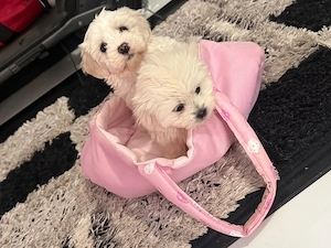 Fetite bichon maltez talie mica