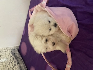Fetite bichon maltez talie mica - imagine 2