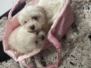 Fetite bichon maltez talie mica - imagine 4
