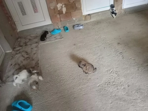O mica gasca de Shit-zu adorabili sunt gata sa va cucereasca inimile,4 masculi si 1 femela! - imagine 4