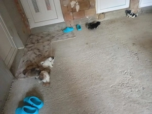 O mica gasca de Shit-zu adorabili sunt gata sa va cucereasca inimile, 3masculi! - imagine 2