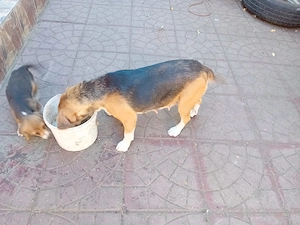 Catea Beagle cu 2 cateluse - imagine 4