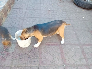 Catea Beagle cu 2 cateluse - imagine 5