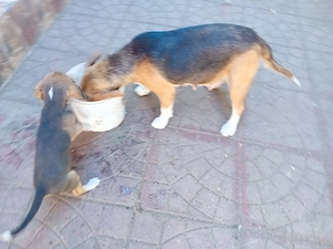Catea Beagle cu 2 cateluse