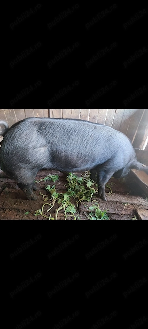 Porci de vânzare  120 kg - imagine 2