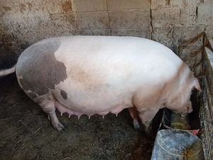 Purcei rasa bazna 50 kg - imagine 4