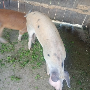 Porci rasa duroc 60 kg - imagine 3