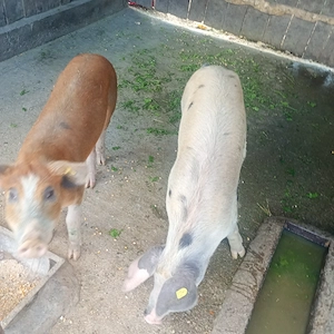 Porci rasa duroc 60 kg - imagine 2
