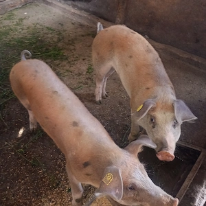 Porci rasa duroc 60 kg - imagine 4