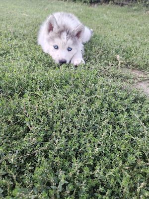 Husky siberian cățeii  - imagine 5