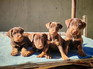 Jagdterrieri ciocolatiu