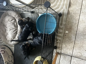 yorkshire terrier , sase saptamani - imagine 2