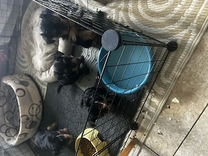 yorkshire terrier , sase saptamani - imagine 3