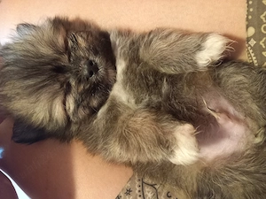 Căței Shih.tzu cu pomeranian - imagine 5