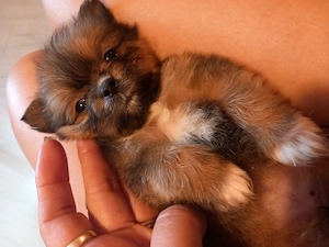 Căței Shih.tzu cu pomeranian - imagine 4