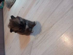 Căței Shih.tzu cu pomeranian