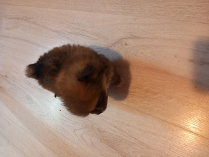 Căței Shih.tzu cu pomeranian - imagine 2