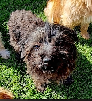 Femelă Yorkshire terrier cu pedigree 