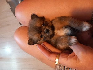 Căței Shih.tzu cu pomeranian - imagine 3
