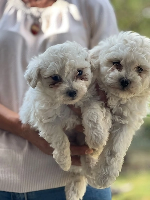 Vand Catei Bichon