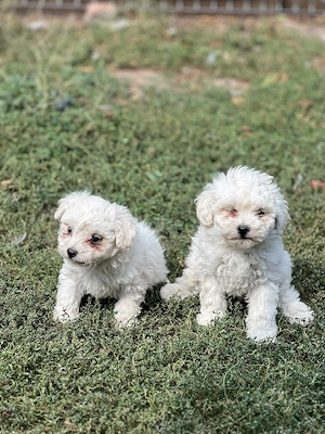 Vand Catei Bichon - imagine 2
