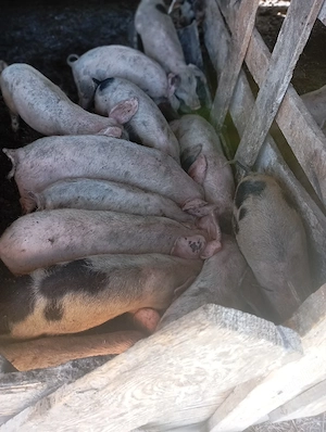 purcei de vânzare 