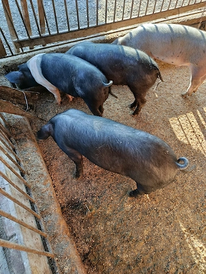 Vând șoldani rasa duroc, basna - imagine 2