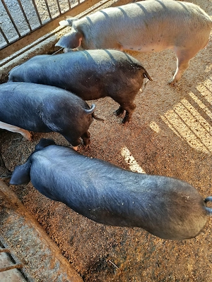Vând șoldani rasa duroc, basna