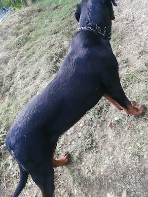 Cățelușa Rottweiler  - imagine 5