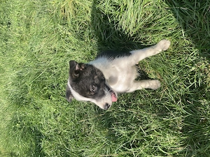 Catei border collie  - imagine 5