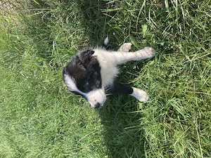 Catei border collie  - imagine 4
