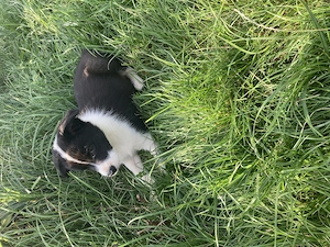 Catei border collie 