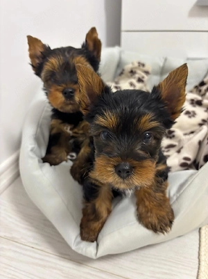 Yorkshire Terrier