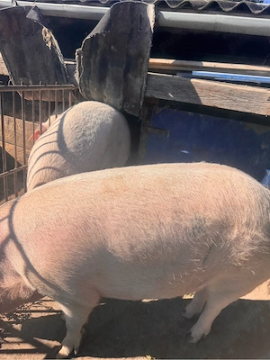 Porci De Vanzare - imagine 2