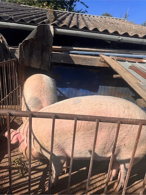 Porci De Vanzare