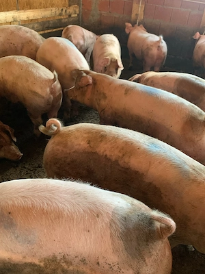 vand porci