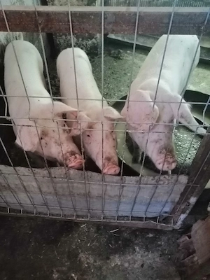 Vanzari animale