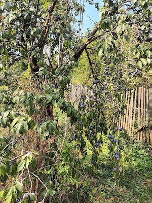 Prune pentru țuică   Anaspet