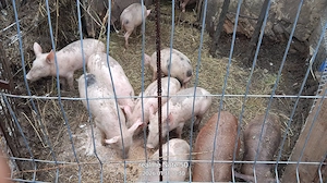 Vând porci, rasă de carne, preț negociabil.  - imagine 3