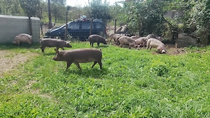 Vând porci, rasă de carne, preț negociabil. 