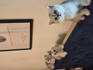 British shorthair & scottish fold - imagine 5