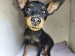 pinscher pitic toy de vanzare caine de apartament - imagine 3