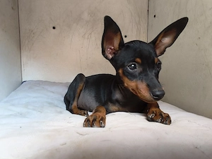 pinscher pitic toy de vanzare caine de apartament - imagine 4